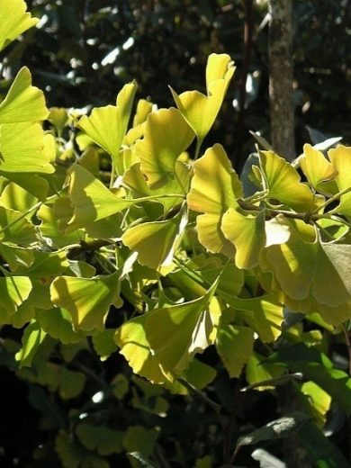 Ginkgo biloba (Arbre aux quarante écus) Jeune Plant