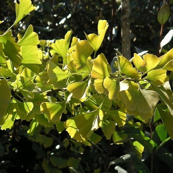 Ginkgo biloba (Arbre aux quarante écus) Jeune Plant