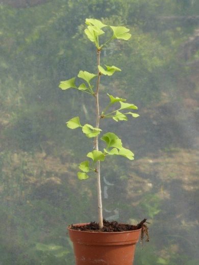Ginkgo biloba (Arbre aux quarante écus) Jeune Plant