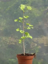 Ginkgo biloba (Arbre aux quarante écus) Jeune Plant