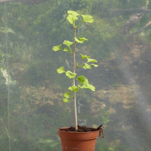 Ginkgo biloba (Arbre aux quarante écus) Jeune Plant