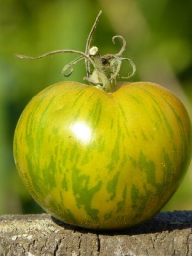 Tomate 'Green Zebra' Graines