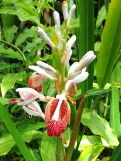 Elettaria cardamomum (Cardamome) Plant