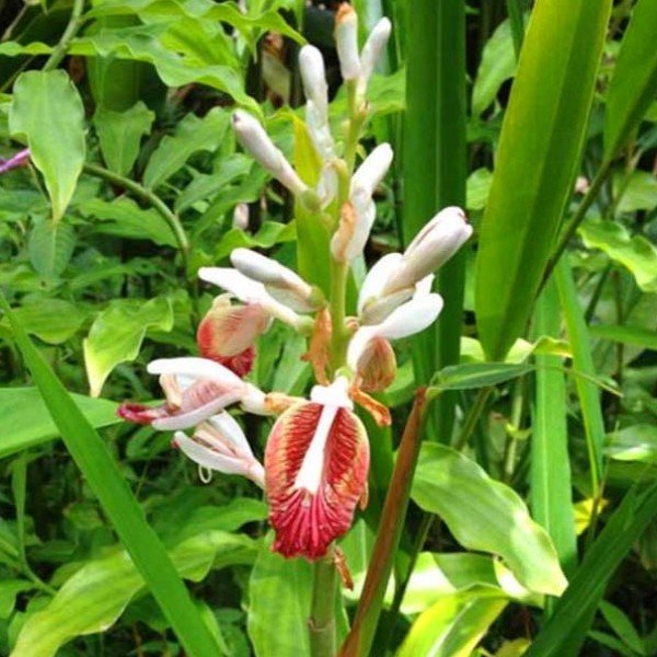 Elettaria cardamomum (Cardamome) Plant