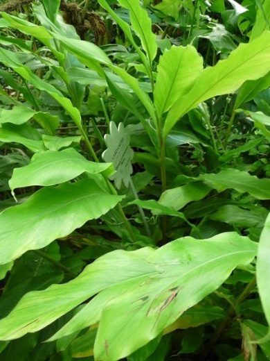 Elettaria cardamomum (Cardamome) Plant