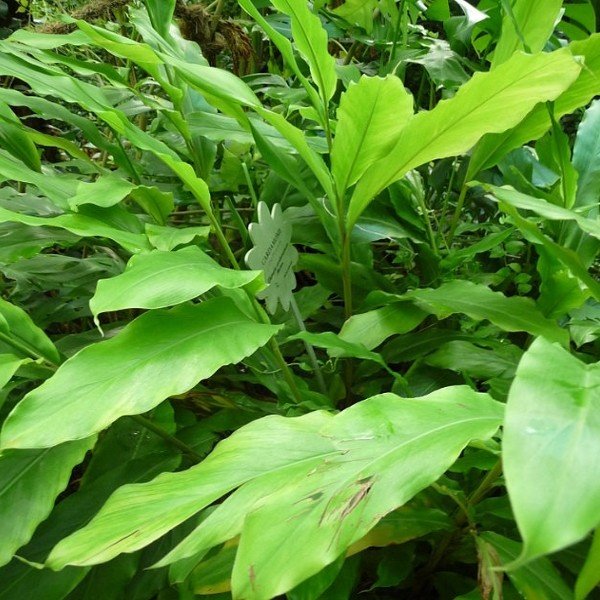 Elettaria cardamomum (Cardamome) Plant
