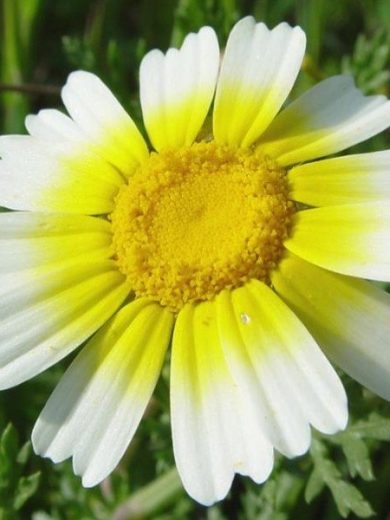 Chrysanthème à fleurs comestibles (Chrysanthemum coronarium) Graines
