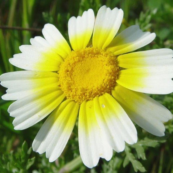 Chrysanthème à fleurs comestibles (Chrysanthemum coronarium) Graines