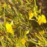 Aspalathus linearis (Rooibos) Graines rares