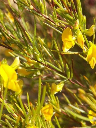 Aspalathus linearis (Rooibos) Graines rares