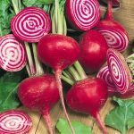 Betterave de Chioggia (Beta vulgaris 'Chioggia') Graines