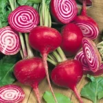 Betterave de Chioggia (Beta vulgaris 'Chioggia') Graines