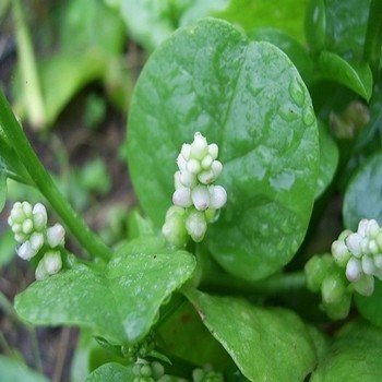Epinard de Malabar (Basella alba) Graines