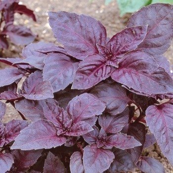 Basilic Pourpre 'Dark Opal' (Ocimum basilicum) Graines