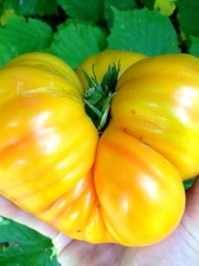 Tomate Ananas 'Pineapple' Graines