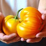 Tomate Ananas 'Pineapple' Graines