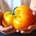 Tomate Ananas 'Pineapple' Graines