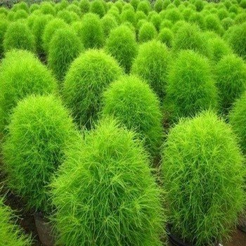 Kochia scoparia "Bassie à Balais" Graines