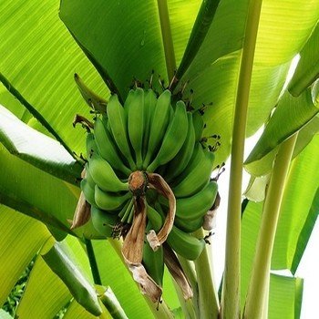 Musa balbisiana "Bananier Sauvage" Graines