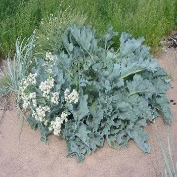 Crambe maritima (Chou Marin) Graines