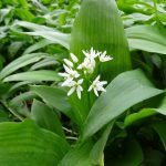 Ail des Ours (Allium ursinum) Graines