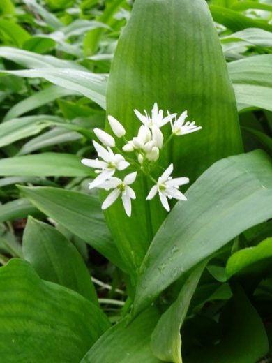 Ail des Ours (Allium ursinum) Graines