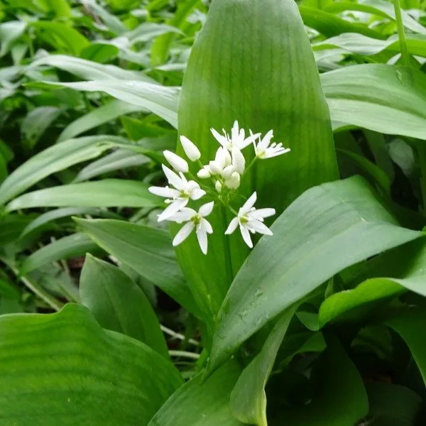 Ail des Ours (Allium ursinum) Graines
