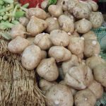 Jicama "Pois-Patate" (Pachyrhizus erosus) Graines