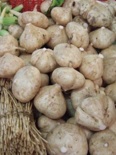 Jicama "Pois-Patate" (Pachyrhizus erosus) Graines