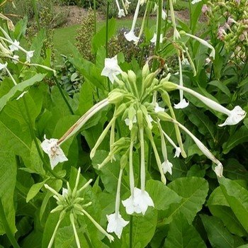 Tabac Géant Sylvestre (Nicotiana sylvestris) Graines