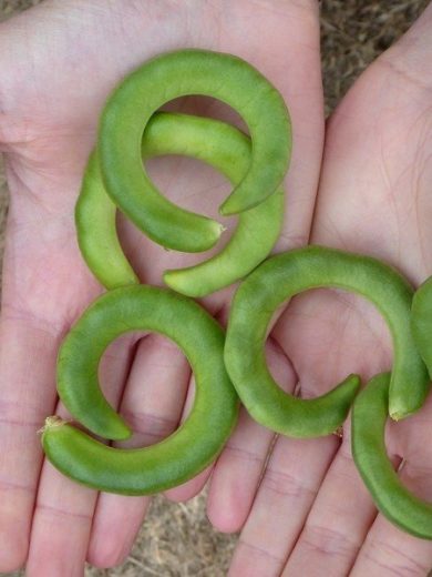 Haricot Bretzel (Vigna unguiculata) Graines