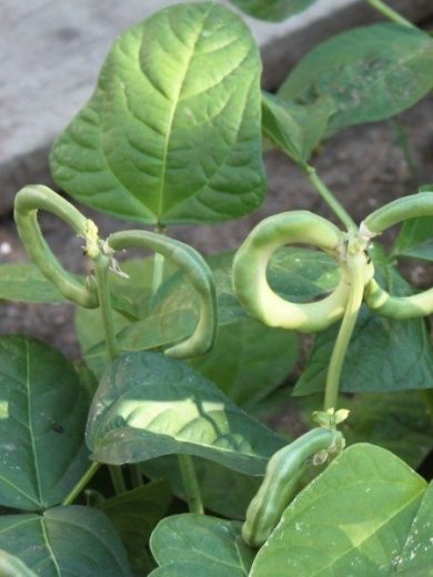Haricot Bretzel (Vigna unguiculata) Graines