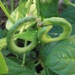 Haricot Bretzel (Vigna unguiculata) Graines