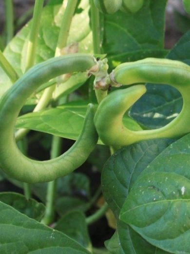 Haricot Bretzel (Vigna unguiculata) Graines