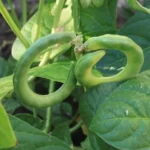 Haricot Bretzel (Vigna unguiculata) Graines