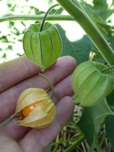 Physalis Coqueret du Pérou (Physalis peruviana) Graines