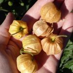 Physalis Coqueret du Pérou (Physalis peruviana) Graines