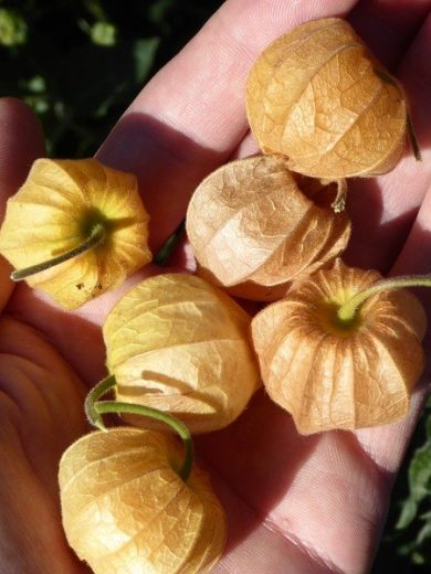 Physalis Coqueret du Pérou (Physalis peruviana) Graines