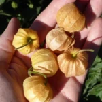 Physalis Coqueret du Pérou (Physalis peruviana) Graines