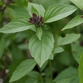 Basilic Cannelle (Ocimum cinnamon) Graines