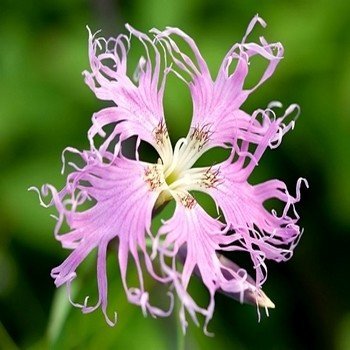 Oeillet Superbe (Dianthus superbus) Graines