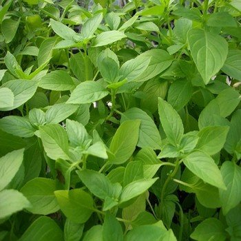 Basilic Citron (Ocimum citriodorum) Graines