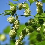 Houblon véritable (Humulus lupulus) Graines