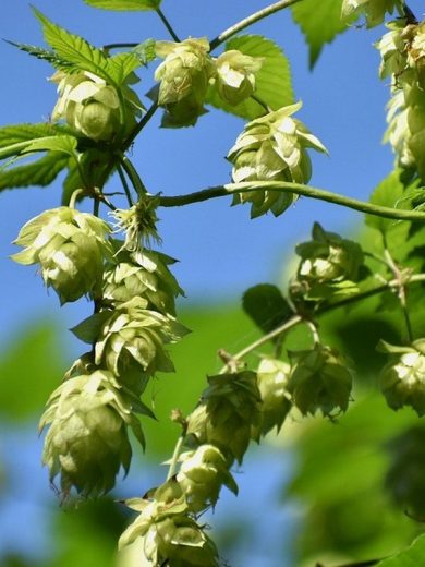 Houblon véritable (Humulus lupulus) Graines