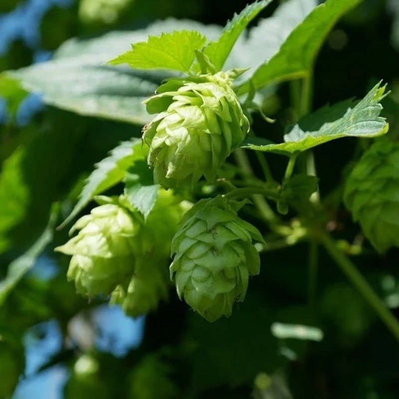 Radis et Capucine - Graines De Houblon Comestible En Sachet