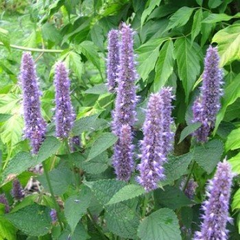 Agastache-Fenouil (Agastache foeniculum) Graines