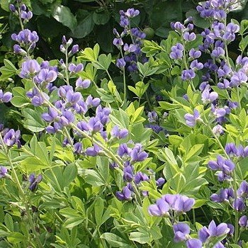 Baptisia australis "Lupin Indigo" Graines