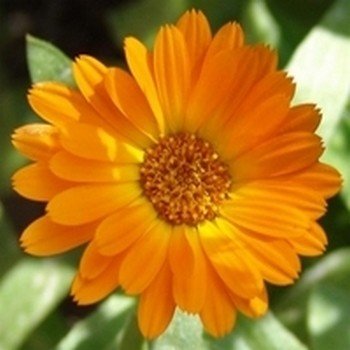 Souci Officinal (Calendula officinalis) Graines