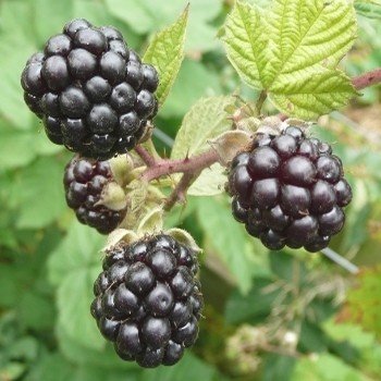 Rubus fruticosus "Ronce a mures" Graines