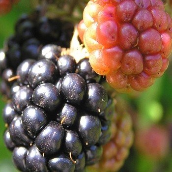 Rubus fruticosus "Ronce a mures" Graines